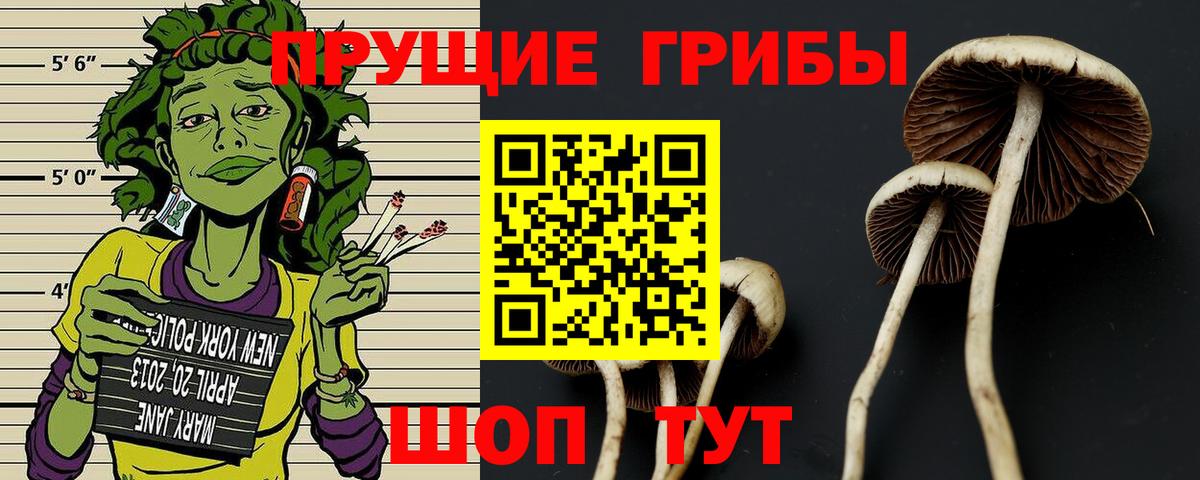 Псилоцибиновые грибы Psilocybine cubensis Ставрополь